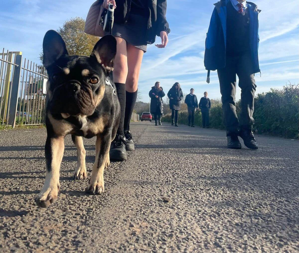 Young people walking with companion dog — The Baxter Project social value delivery