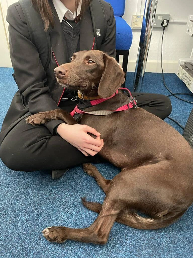 Session with young person and dog